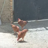 ۳عدد خروس زیر یک سال