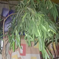 گل و گیاه طبیعی آپارتمانی