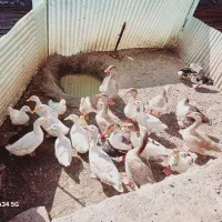 غاز واردک محلی فروش فوری|حیوانات مزرعه|اردبیل, |دیوار