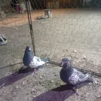 کبوتر|پرنده|تربت‌حیدریه, پائین ولایت|دیوار