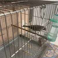 سره قناری قرص بخون قلمی