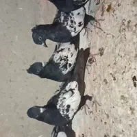 پرنده  کبوتر