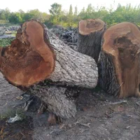 خرید چوب|خدمات باغبانی و درختکاری|مراغه, |دیوار