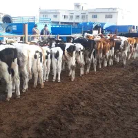 گاو گوساله سیمینتال|حیوانات مزرعه|سیمین شهر, |دیوار