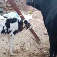 گاو همراه گوساله نر سیمینتال|حیوانات مزرعه|میانکوه, |دیوار