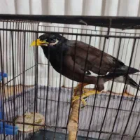 مرغ مینا سخنگو