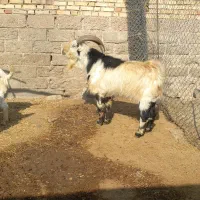 سابرین دو بر دو رگ داشتی مست مست