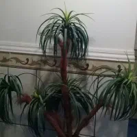 گل مصنوعی تزیئنی|گل مصنوعی|آبپخش, |دیوار