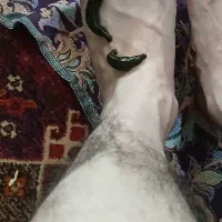 زالو صیدی شمالی