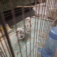 دو عدد جوجه مینیاتوری سبرایت|حیوانات مزرعه|اردکان, |دیوار