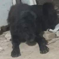 توله‌سگ‌قدرجونی