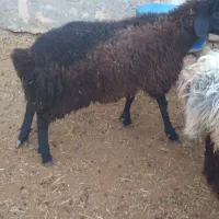 بره نر|حیوانات مزرعه|ساوه, |دیوار