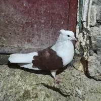 کبوتر|پرنده|بیرانوند, |دیوار