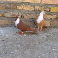 کفتر کرباتی ساده خال سینه کله طوقی دم سفید|پرنده|مشهد, منزل آباد|دیوار