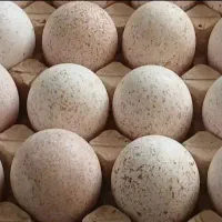 تخم بوقلمون نطفه دار