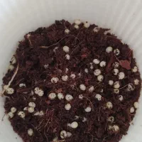 تخم حلزون آچاتینا آلبینو