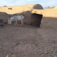 الاغ وخر گله ای