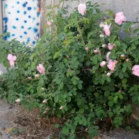 خدمات باغی وباغبانی