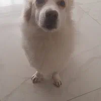 واگذاری رایگان اشپیتز