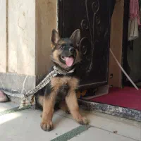 ژرمن شپرد|سگ|هشتگرد, طاووسیه|دیوار