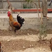 یک خروس لری و یک جفت نیمچه لری عشایری