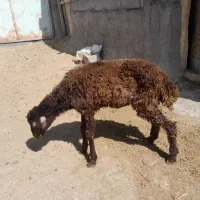 بره گیج قیمت فقط ۵ میلیون