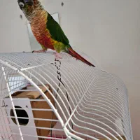 طوطی گرینچیک سبز