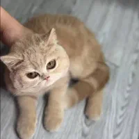 بریتیش گلد کاراملی ۳ماهونیمه