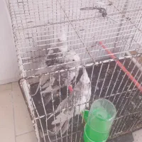 عروس ایزابل کینگ