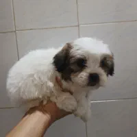 توله سگ ۲ ماهه