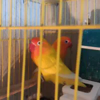 طوطی برزیلی مولد