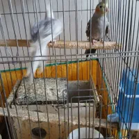 عروس هلندی کشیده و سرحال نژاد وایت فیس و سینامون