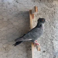 چند عدد بهبهانی|پرنده|فسا, |دیوار