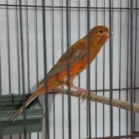 انواع قناری نر بخون ،سرخ  ،پرتقالی   سوخته|پرنده|سمنان, |دیوار