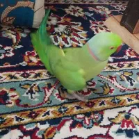 طوطی ملنگو|پرنده|مبارکه, |دیوار