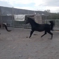 اسب درشور