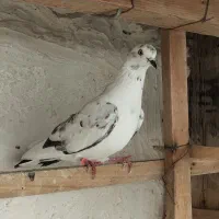 تعدادی کبوتر پرشی کفتر جوجه|پرنده|بندر ترکمن, |دیوار