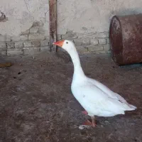 غاز تخمگذار