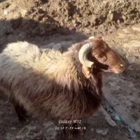 قوچ هترو گله گرد.  ۴دندون