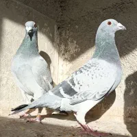 کبوتر پلاکی