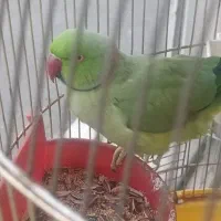 طوطی ملنگو سخنگو