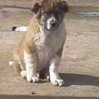 دو عدد توله قدر جونی به شرط هردو تر هستن|سگ|الیگودرز, |دیوار