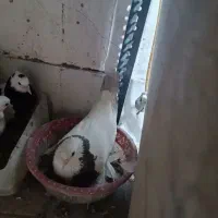 کفترپرشی|پرنده|قم, چهل درخت‎|دیوار