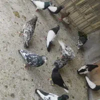 کبوتر رنگی و دورگ