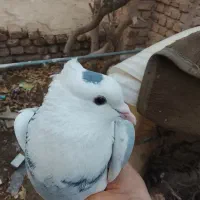 کبوتر طوقی|پرنده|سراوان, |دیوار