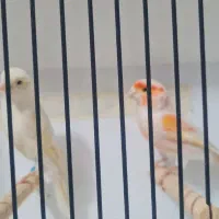 قناری نر ماده