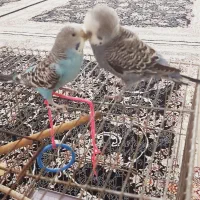 یک جفت مرغ عشق تخم گذار