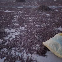 پوست پسته خراک دام|حیوانات مزرعه|بردسکن, |دیوار