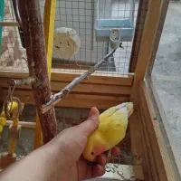طوطی برزیلی های خاص رام و دستی نر و ماده