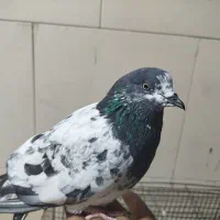 کفتر چپرا|پرنده|بندر گناوه, |دیوار